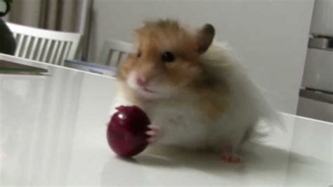 Смешной хомяк и черешня Funny Hamster Hd Youtube