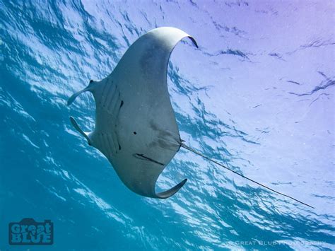Rays Of Hope Strengthening Conservation Efforts For Manta Rays Dcna