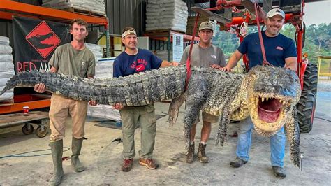 Record Breaking 14 Foot Long Alligator Captured In Mississippi