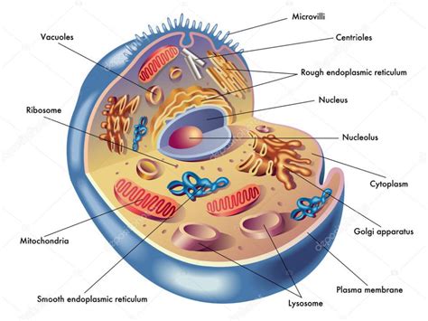 Estructura De La Célula Humana — Ilustración De Stock Human Cell