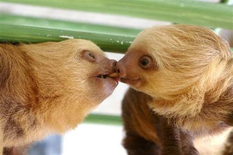 Pin By Tahvia Skye On Animalsss Cute Baby Sloths Cute Sloth Pictures