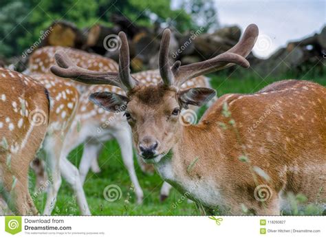 A Herd Of Fallow Deer Graze In A Long Grassed Meadow Stock Image