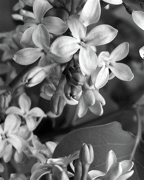Lilacs In Black And White Photograph By Kathi Mirto Fine Art America