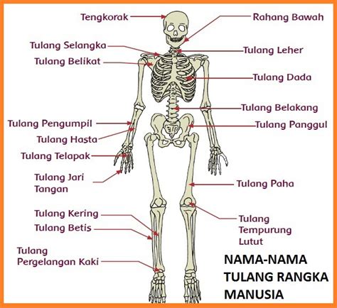 Anatomi Tulang Manusia Lengkap Dalam Bahasa Medis Anatomi Tutorial