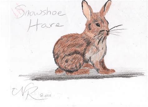 Brown Snowshoe Hare By Peacewolfcreations On Deviantart