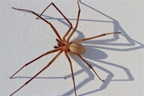 How To Identify A Brown Recluse Spider A Guide For American Web Users