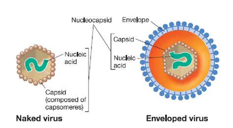 Estructura B Sica De Los Virus Virus Desnudos Naked Virus