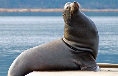 Sea Lion Facts And Information Endangered Species