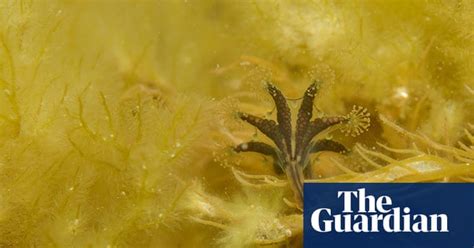 Pink Tentacles And Fluorescent Anemones In Kimmeridge Bay In Pictures