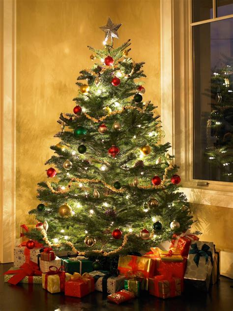 A Guide To The Top 10 Most Popular Live Holiday Trees Nelson Tree Specialist