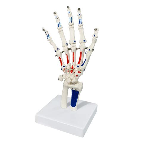 Merinden Life Size Skeletal Hand Model With Wrist Ulnaand Radius
