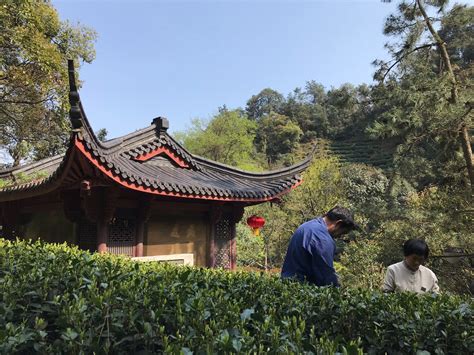 Exploring The Famous Longjing Tea Village Travels In Asia