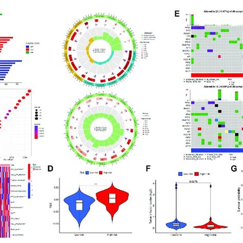 Functional Enrichment And Immune And Mutation Associated Analysis A