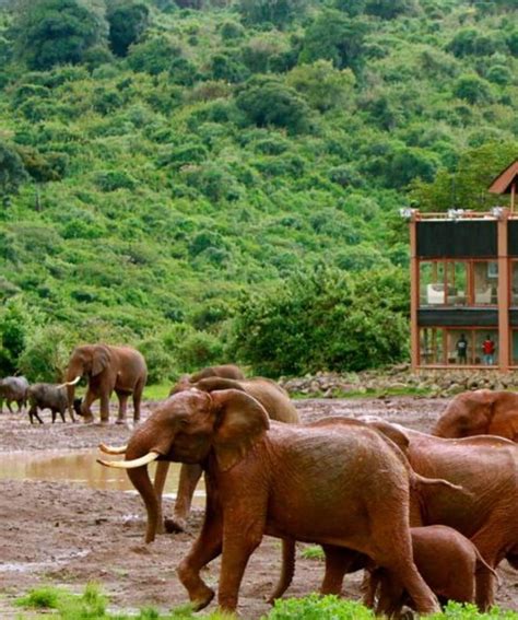 5 Days Kenya Wildlife Safari Experience Kenya Safaris Packages