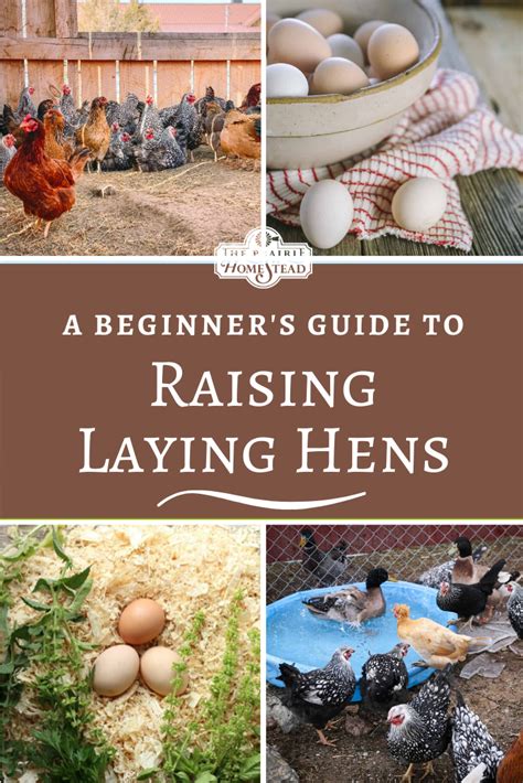 beginner s guide to raising laying hens the prairie homestead chickens backyard raising