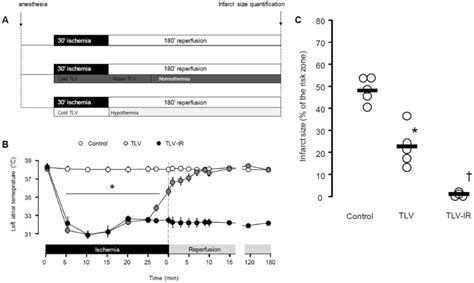 Experimental Protocol In Rabbits A Real Time Temperature Regulation