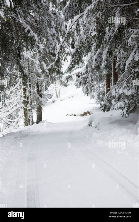 Snow Covered Path Through Woods Stock Photo Alamy