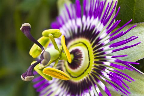 The Purple Passion Flower Offers Magnificent And Brightly Colored