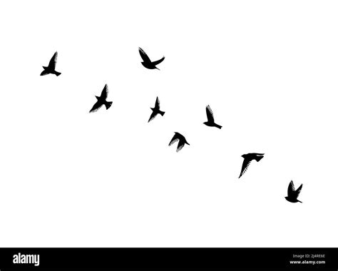 A Flock Of Flying Birds Free Birds Vector Illustration Stock Vector