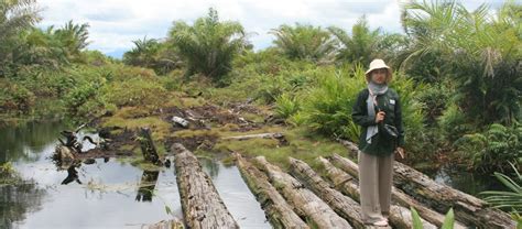 Hutan Bakau Rawa Gambut Perlindungan Lahan Basah Di Aceh Selamatkan