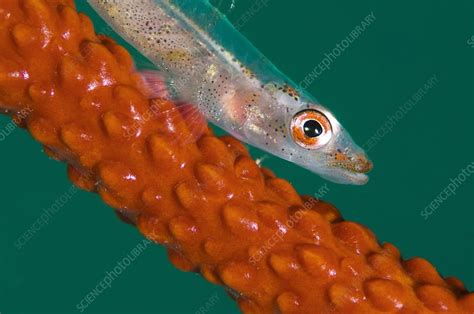 Goby On Its Whip Coral Host Stock Image C0229626 Science Photo