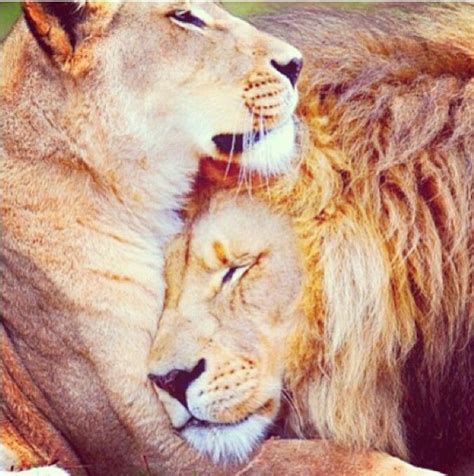 Even A King Needs His Queen King Queen Quotes Queen Quotes Lion Quotes