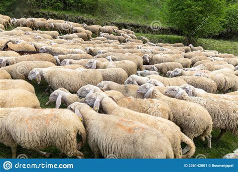 Herd Of Sheep Goats And Donkeys In The Meadows In Tuscany Italy Stock