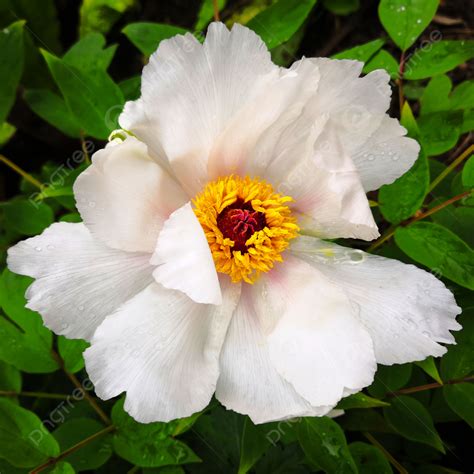 The Peony Is A Brilliant White Flower Background Flowers Photography