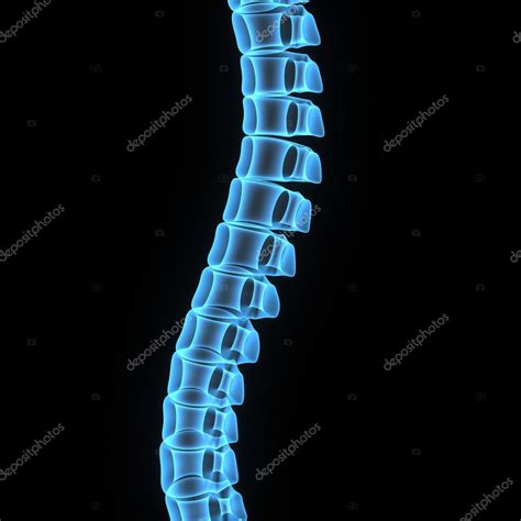 Backbone — Stock Photo © Sciencepics 63100157