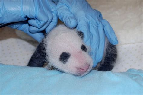 Update National Zoos Giant Panda Cub Is A Healthy Girl Zooborns