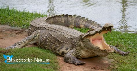 Pastor Eaten By Crocodiles As He Attempts To Walk On Water Like Jesus CHRISTIAN NEWS