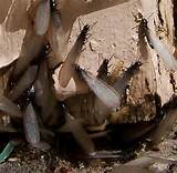 Termites Colorado Springs Photos