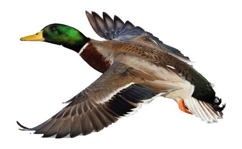 Duck Png Duck Is The Common Name For A Large Number Of Species In The