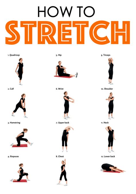 stretching exercises anatomy