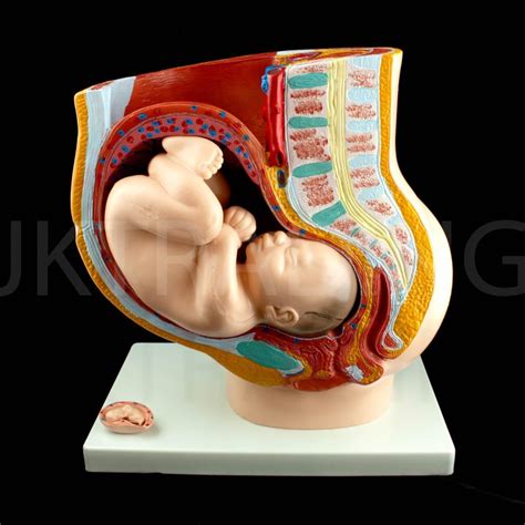 Anatomy Models Female Pelvis Section Pregnancy Pelvis Parts Obgyn