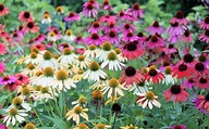 24 Varieties of Coneflower in 2020 | Echinacea, Michigan gardening ...