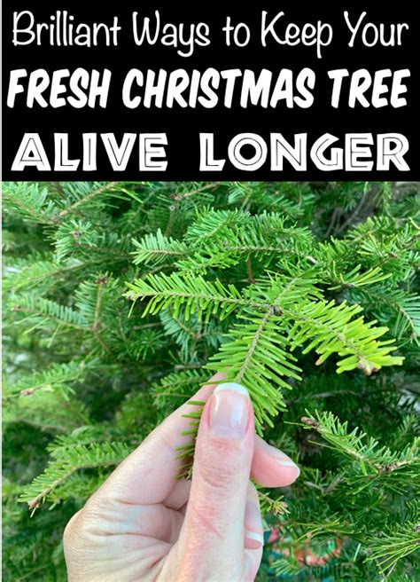 How To Keep Your Christmas Tree Fresh Longer 6 Easy Tips Christmas Tree Preservative