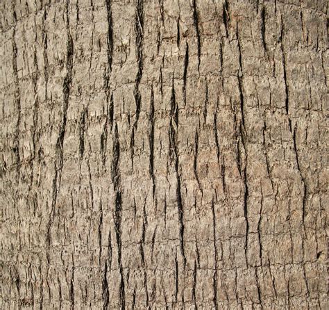 Free Picture Up Close Palm Tree Trunk Texture