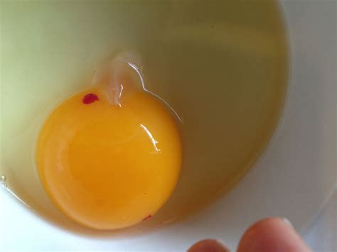 yolk with blood spot, dark round spot and normal white spot.