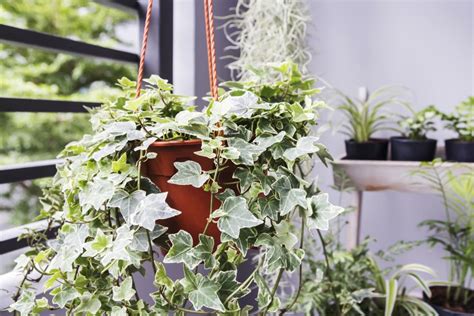 It's easy to think that plants are greedy and need constant attention. Top 10 Plants for Cleaning Indoor Air | HGTV