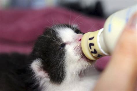 Affectionately named bunny by her foster family, this kitty came to us with her three, 4 week old babies. Stowaway kittens make journey from Bay Area to San Diego