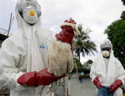 Ivory Coast Confirms Avian Flu Cases In The South