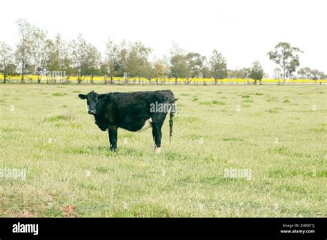 Cow Standing In Green Field Giving Birth With Calf Feet Visible Stock
