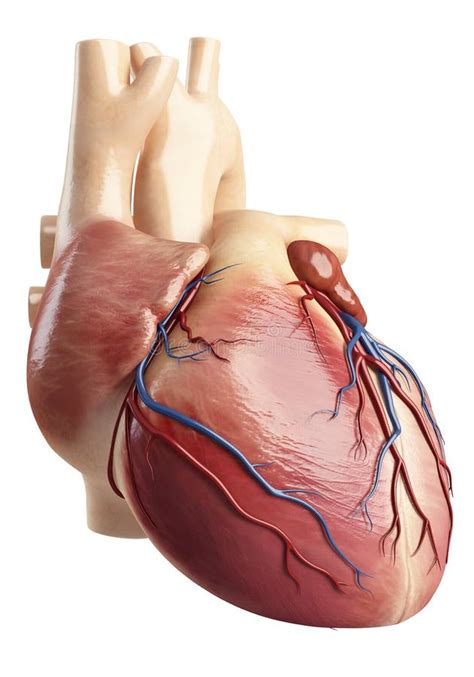 Back Side View Of The Heart Interior Structure Stock Illustration