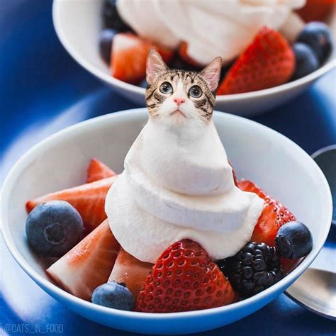 I Started Photoshopping Cats Into Food And Somehow Ended Up Getting