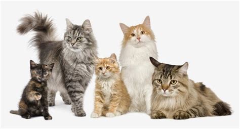 pet vet forum dedicated  pet animals history  cats