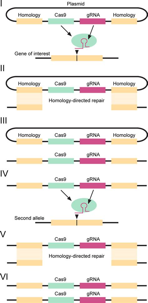 Crisprcas9 Gene Drives In Genetically Variable And Nonrandomly Mating