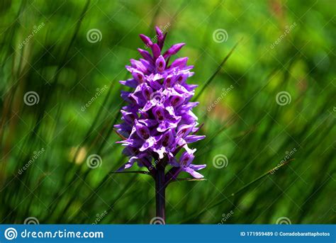 A Beautiful Purple Mountain Orchid Stock Image Image Of Colors