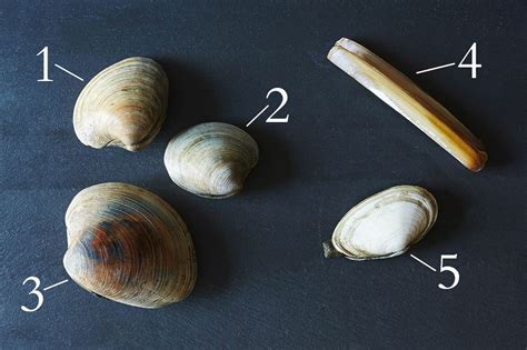 How To Classify And Cook With Clams Huffpost