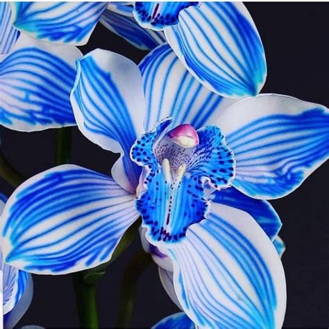 Jual Terlaris Anggrek Cymbidium Blue Ice Anggrek Cymbidium Hidup